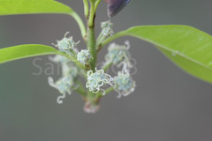Plecospermum spinosum
